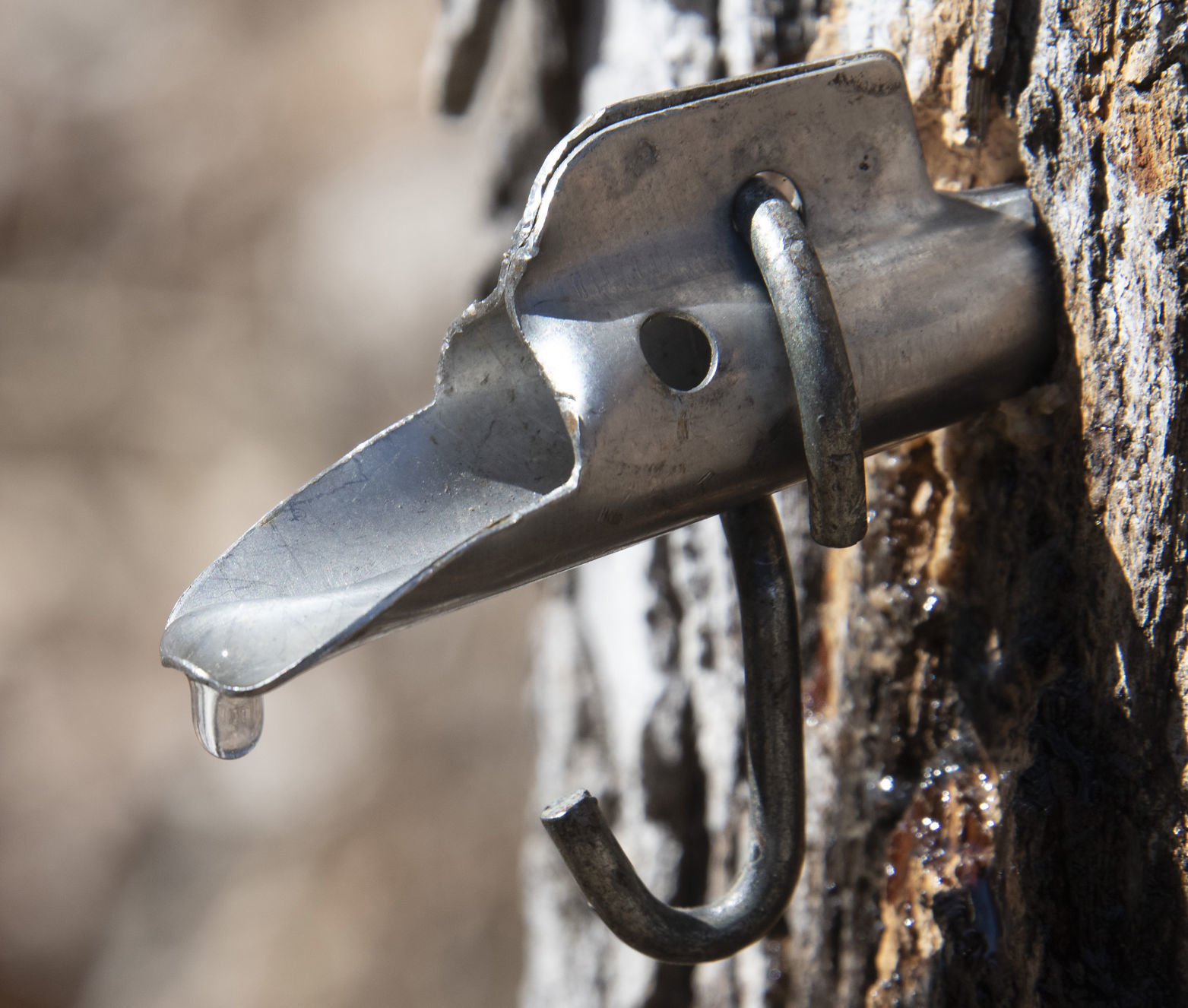 Cunningham Falls State Park - maple syrup